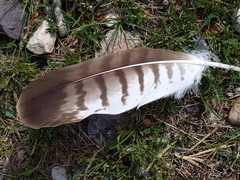 Buteo rufinus