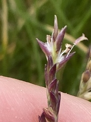 Puccinellia maritima