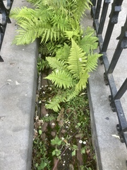 Dryopteris filix-mas