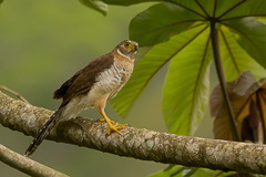 Micrastur ruficollis