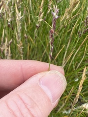 Puccinellia maritima