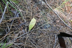 Erythronium citrinum
