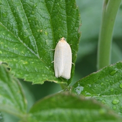 Zelotherses paleana
