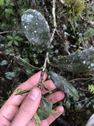 Brexia madagascariensis image