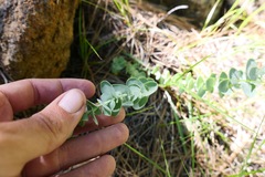 Streptanthus barbatus