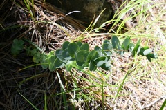 Streptanthus barbatus