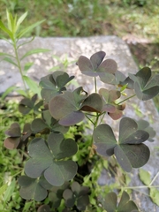 Oxalis stricta rufa