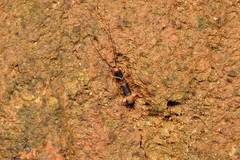 Diplatyidae
