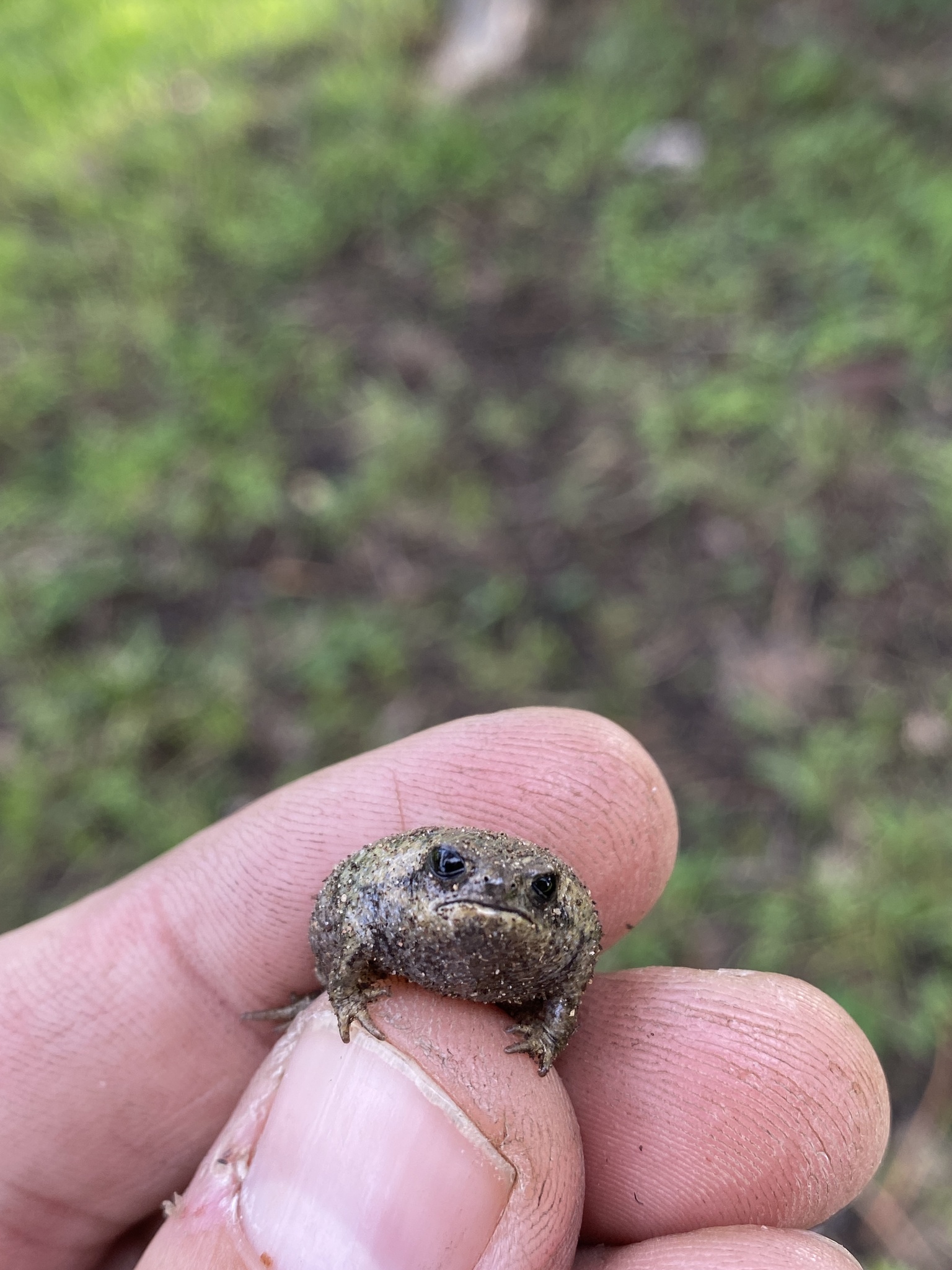 Breviceps gibbosus (Linnaeus, 1758)