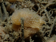 Doris ocelligera