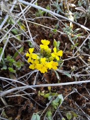 Alyssum montanum