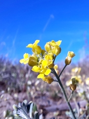 Alyssum montanum
