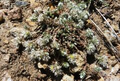 Paronychia macrosepala