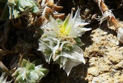 Paronychia macrosepala