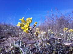 Alyssum montanum