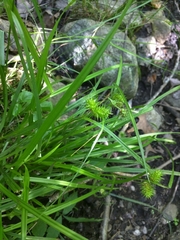 Carex lurida