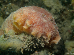 Geitodoris planata