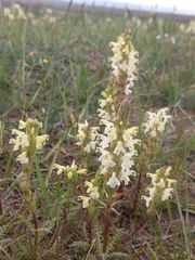 Pedicularis ludwigii