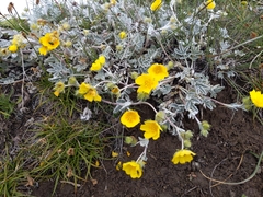 Potentilla hololeuca