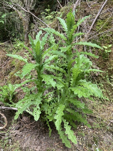 Indian Thistle seedling