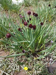 Allium atrosanguineum