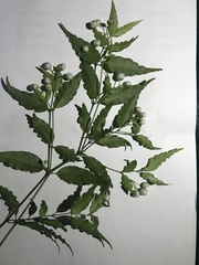 Psychotria andevorantensis image