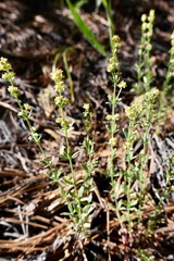Galium serpenticum scotticum