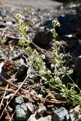 Galium serpenticum scotticum