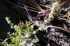 Galium serpenticum scotticum