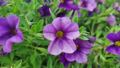 Calibrachoa parviflora