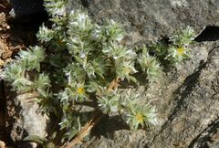 Paronychia macrosepala