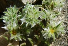 Paronychia macrosepala