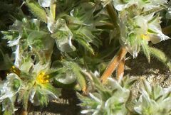 Paronychia macrosepala