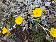Potentilla hololeuca