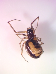 Neriene peltata