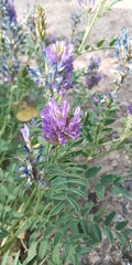 Astragalus laxmannii