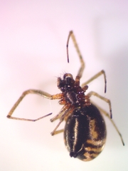 Neriene peltata