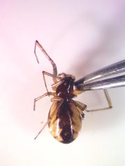 Neriene peltata
