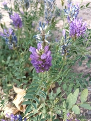 Astragalus laxmannii