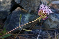 Monardella purpurea