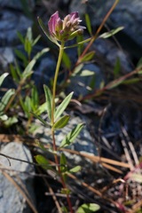 Monardella purpurea