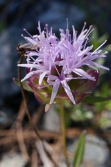 Monardella purpurea