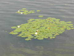 Nymphaea candida