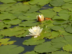Nymphaea candida
