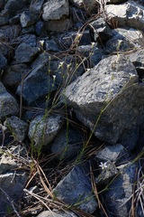 Sabulina stolonifera