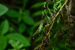 Phaneroptera nigroantennata