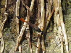 Ammophila heydeni