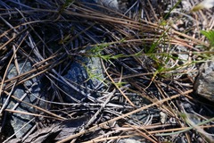 Sabulina stolonifera