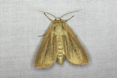Mythimna pudorina
