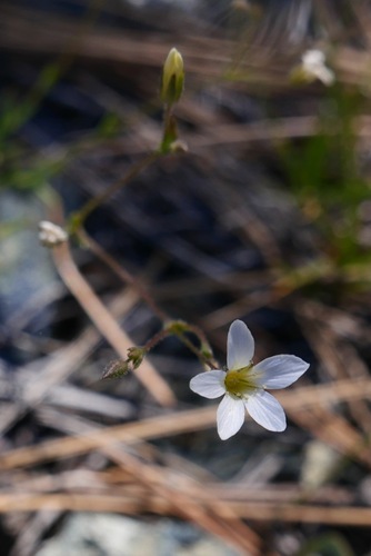 Scott Mountain sandwort (Sabulina stolonifera)